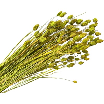 Sušená tráva Phalaris - Chrastica 100g - svetlá zelená