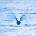 FUKUI, RYO - MELLOW DREAM -DIGI- CD