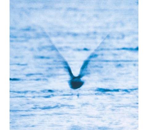 FUKUI, RYO - MELLOW DREAM -DIGI- CD