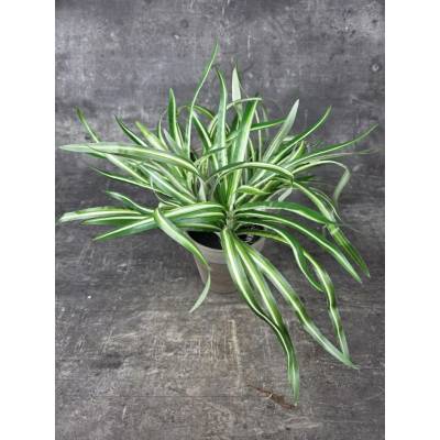 Imitace pokojová rostlina Chlorophyttum