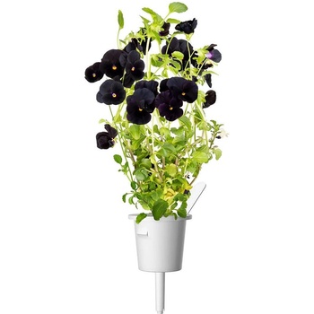 Image 1 of Click & Grow Семена Click and Grow Черна теменужка, 3 броя (SGR61X3)