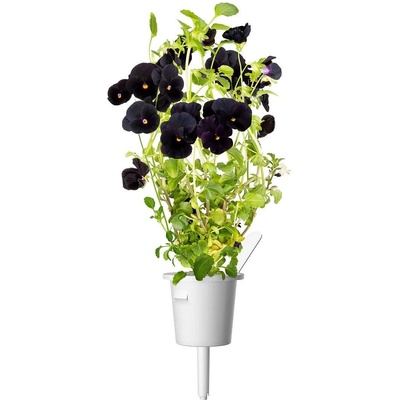 Click & Grow Семена Click and Grow Черна теменужка, 3 броя (SGR61X3)