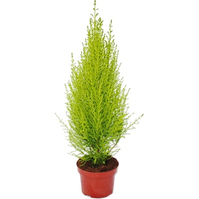 Cupressus macr. Goldcrest Wilma pyramid 17x65 cm