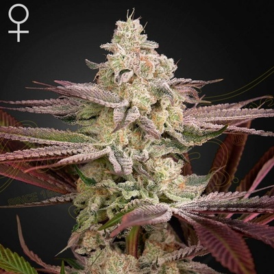 Green House Seeds Chemical Bride semena neobsahují THC 3 ks