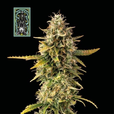 SEEDSMAN White Widow semienka neobsahujú THC 10 ks