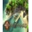 Windward