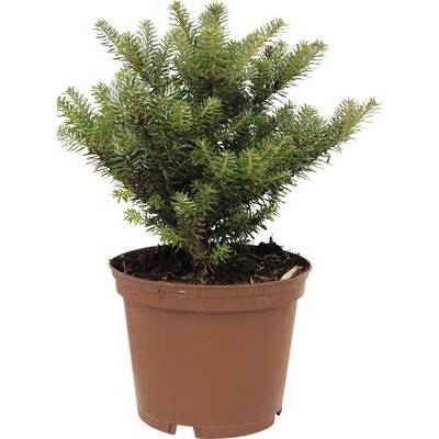 Jedľa kórejská FloraSelf Abies koreana 'Molli' 15-20 cm kvetináč 2 l