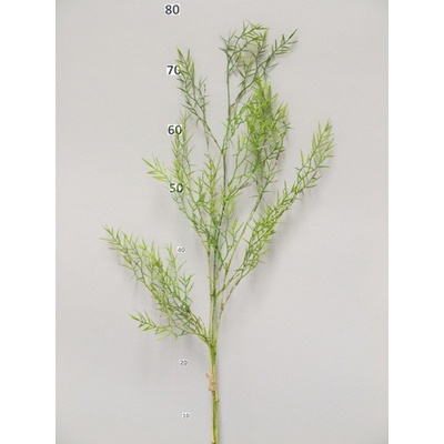 Starček - Senecio x3 V85 cm