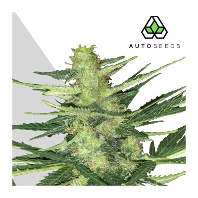 Auto Seeds Polar Express Auto semienka neobsahujú THC 3 ks