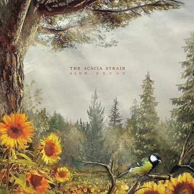 ACACIA STRAIN - SLOW DECAY CD