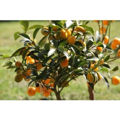 Citrus japonica (Kumquat ) ´FORTUNELLA MARGARITA´ - výška 130-150 cm, obvod kmeňa 4/6 cm, kont. C10L