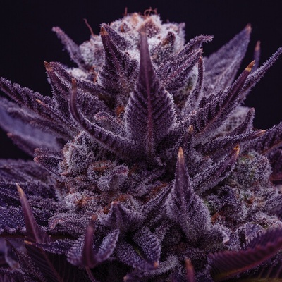 Anesia Seeds Imperium X semienka neobsahujú THC 3 ks