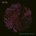 Meer - Wheels Within Wheels CD