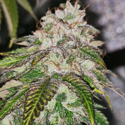 Pheno Finder Seeds Kuntz N Cream semienka neobsahujú THC 5 ks