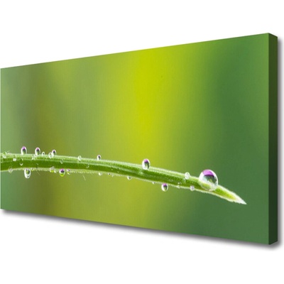 Obraz Canvas Kvapka rosy na tráve 100x50 cm