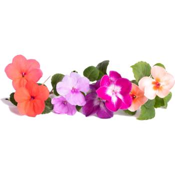 Veritable Вложка за семена Lingot ядливи цветя impatiens (VLIN-F5-Imp062)