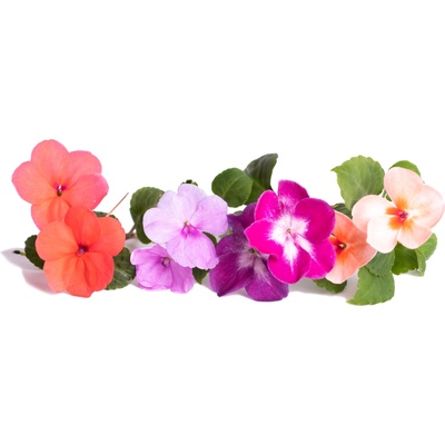 Veritable Вложка за семена Lingot ядливи цветя impatiens (VLIN-F5-Imp062)