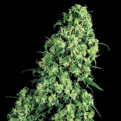 White Label Skunk #1 semena neobsahují THC 5 ks