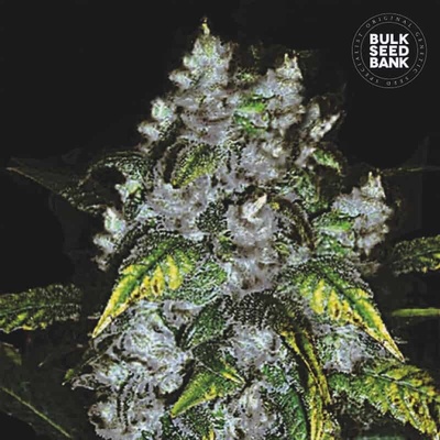 Bulk Seed Bank Good Wild Shark semienka neobsahujú THC 100 ks