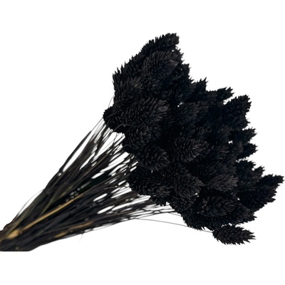 FLOWERIO Sušená tráva Phalaris - Chrastica 80g - čierna