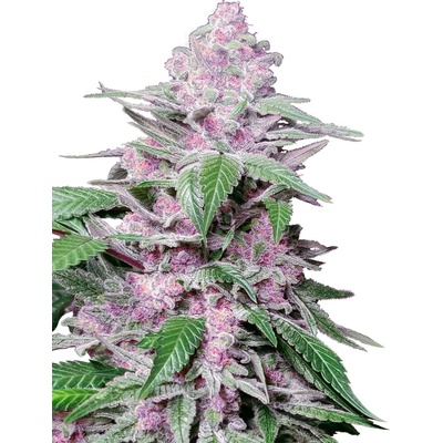Sensi Seeds Purple Cookie Kush Research semena neobsahují THC 3 ks