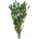 Buxus