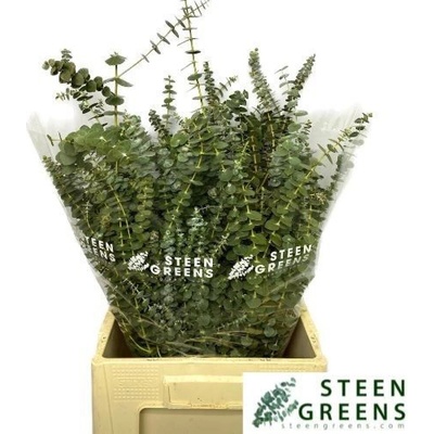EUCALYPTUS BABY BLUE LONG 200g