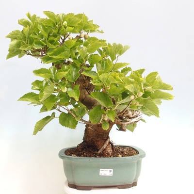 e-bonsai Venkovní bonsai -Morus alba - moruše
