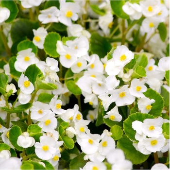 Begónia Super Olympia biela F1 - Begonia semperflorens - semená begónie - 12 ks