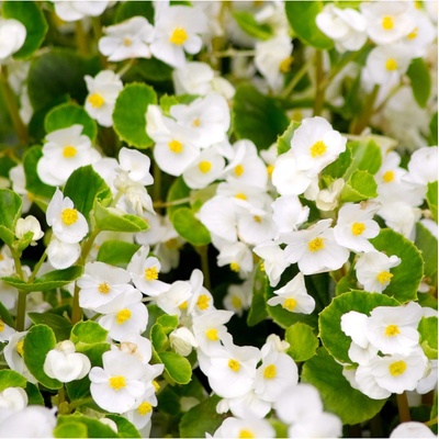 Begónia Super Olympia biela F1 - Begonia semperflorens - semená begónie - 12 ks