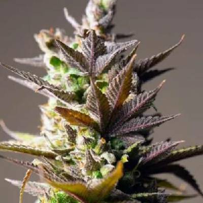 PowerStrains Cookie Mint semenana neobsahují THC 5 ks
