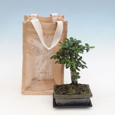 Pokojová bonsai v dárkové tašce - JUTA Carmona-čaj fuki