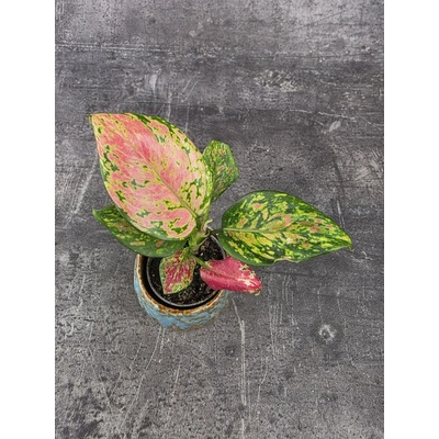 Aglaonema Lucky Red mini