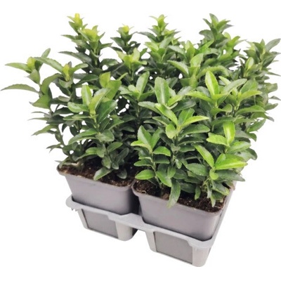 Brslen japonský FloraSelf Euonymus japonicus 'Green Spire' balení 6 ks