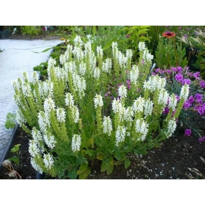 Šalvia hájna Sensation White, kvetináč 17 cm