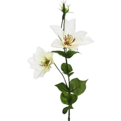 Clematis x2/11cm/81cm krém