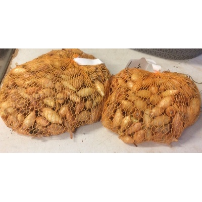 Cibule sazečka ozimá - Shakespeare váha: 250g