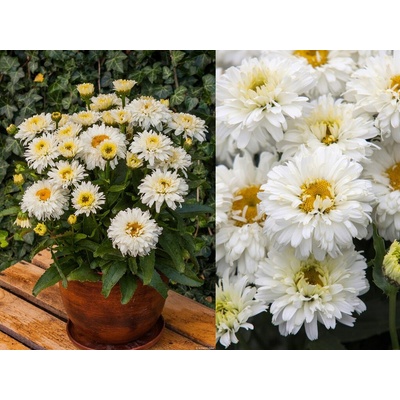 Margaréta Macaroon - Leucanthemum, kont. 0,5 l