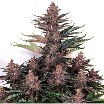 Buddha Seeds Buddha Purple Kush semena neobsahují THC 5 ks