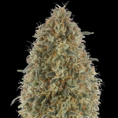 Advanced Seeds Gorilla Blue semienka neobsahujú THC 100 ks