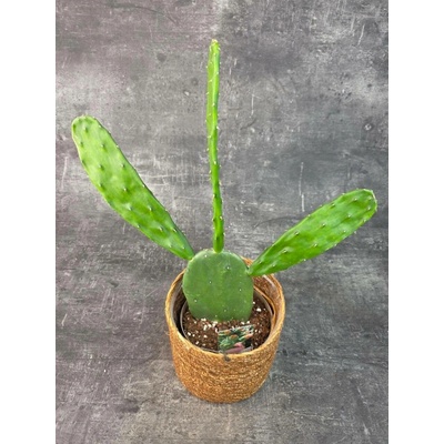 Opuntia 14 cm (Opuncie)