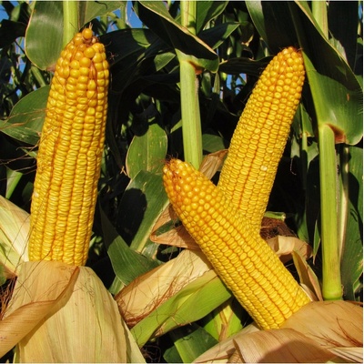 Kukuřice cukrová Snowbaby - Zea Mays - semena kukuřice - 16 ks