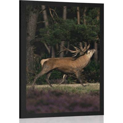 Plakát majestátní jelen - 20x30 black