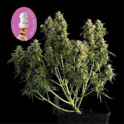 SEEDSMAN Gelat.OG AUTO semena neobsahují THC 5 ks