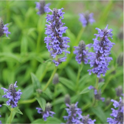 Šanta kočičí - Nepeta nervosa - semena šanty - 15 ks