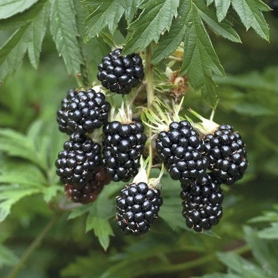 Ostružina BIO beztrnná FloraSelf Bio Rubus fruticosus 'Thornless Evergreen' výška 40 cm květináč 2 l