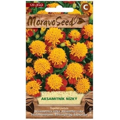 Semená Aksamitum decompositae, žltohnedé, 120 s