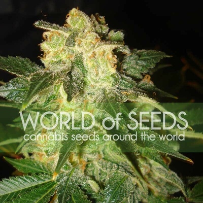 World of Seeds Pakistan Ryder Auto semienka neobsahujú THC 12 ks