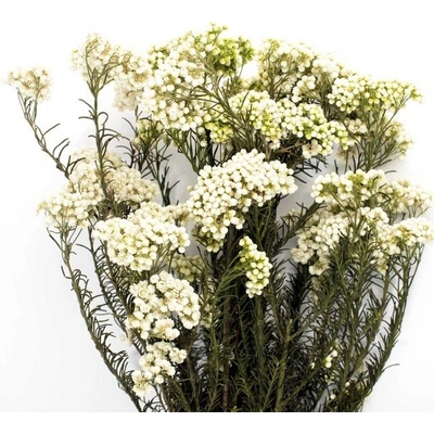 Stabilizovaná rostlina Helychrisium Diosmi bílá 30-60 cm