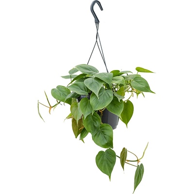 Philodendron scandens 15x30 cm